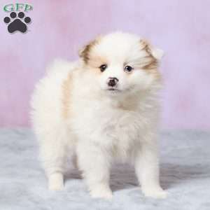 Tulip, Pomeranian Puppy